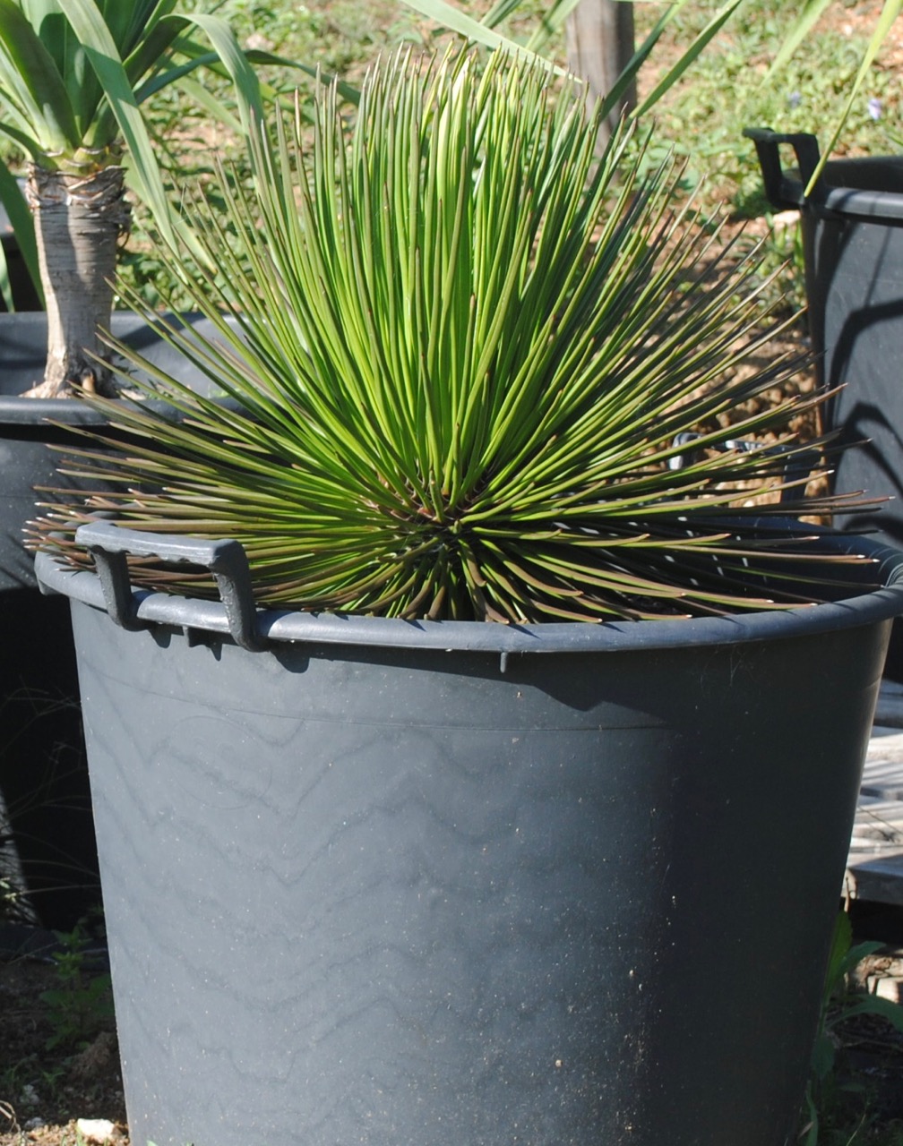 Agaves Bold Architectural PlantsCooran Wholesale Nursery